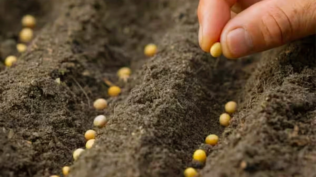 Haryana : नकली बीज बेचने वालों के खिलाफ नया कानून लागू ,दो साल की सज़ा और तीन लाख रुपये तक होगा जुर्माना ।