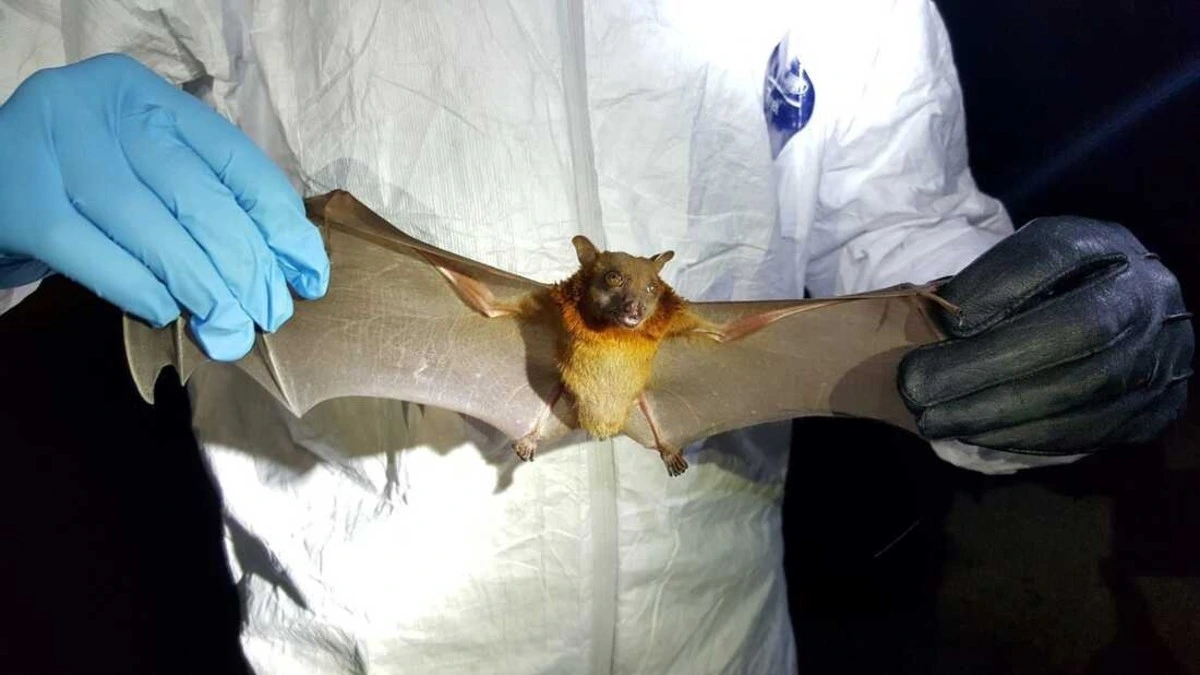Covid के बाद अब ‘Bat Virus’ का खतरा! China में Bats से मिले नए Virus, Scientists की चेतावनी से मचा हड़कंप